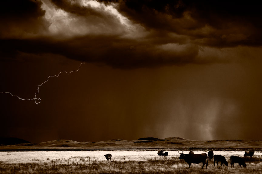Cattle and Lightning